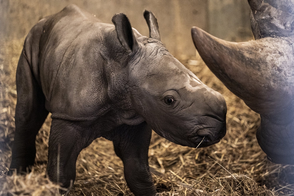 Danskerne vil øjensynligt gerne støtte Zoologisk Have i København, der lider et stort økonomisk tab under coronakrisen. (Arkivfoto)