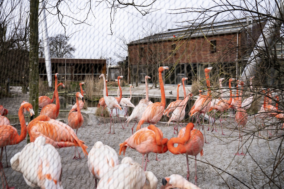 Zoologisk Have København har været lukket de seneste måneder, men vil ifølge Statens Serum Institut (SSI) kunne åbne uden en stor stigning i antallet af indlæggelser. SSI understreger, at der er stor usikkerhed med vurderingen. (Arkivfoto)