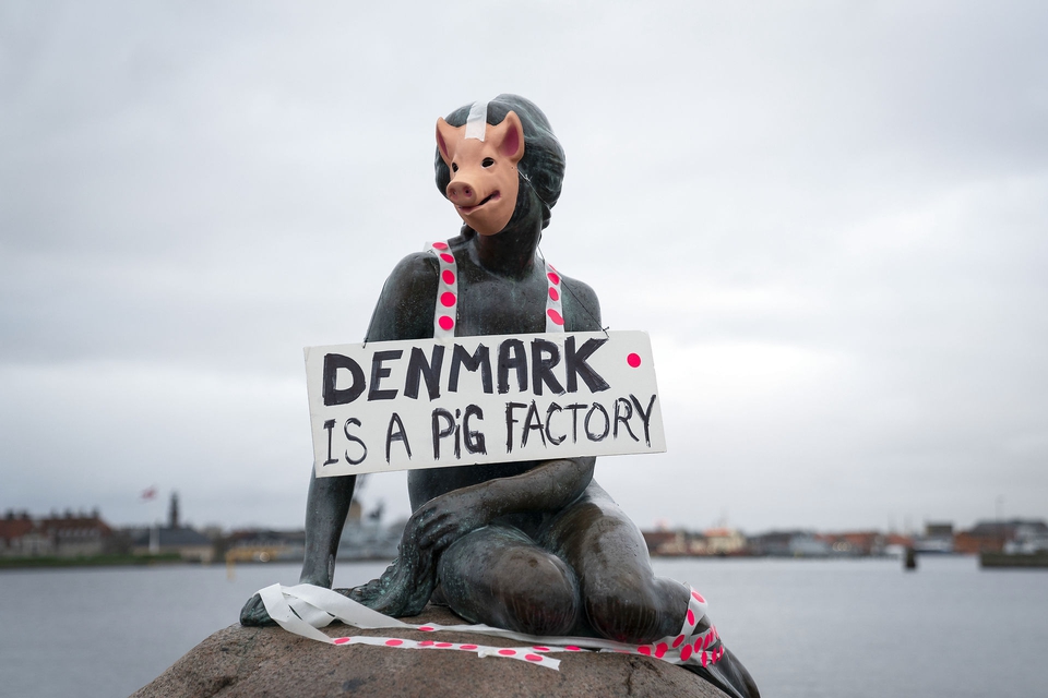 Veganerpartiet laver happening og klæder Den Lille Havfrue ud som en gris, på Langelinie i København onsdag den 29. januar 2020. (Foto: Liselotte Sabroe/Ritzau Scanpix)