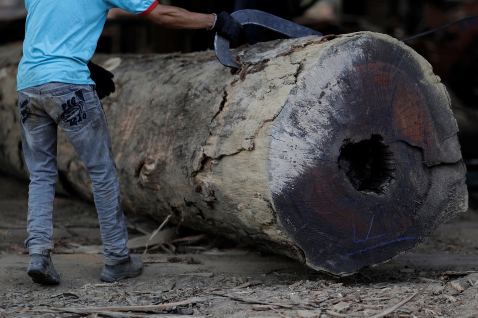 Biomasse i form af træflis fra blandt andet træer i regnskoven Amazonas i Sydamerika er blevet importeret til Danmark, selv om det har skadet biodiversiteten i skoven. (Arkivfoto)
