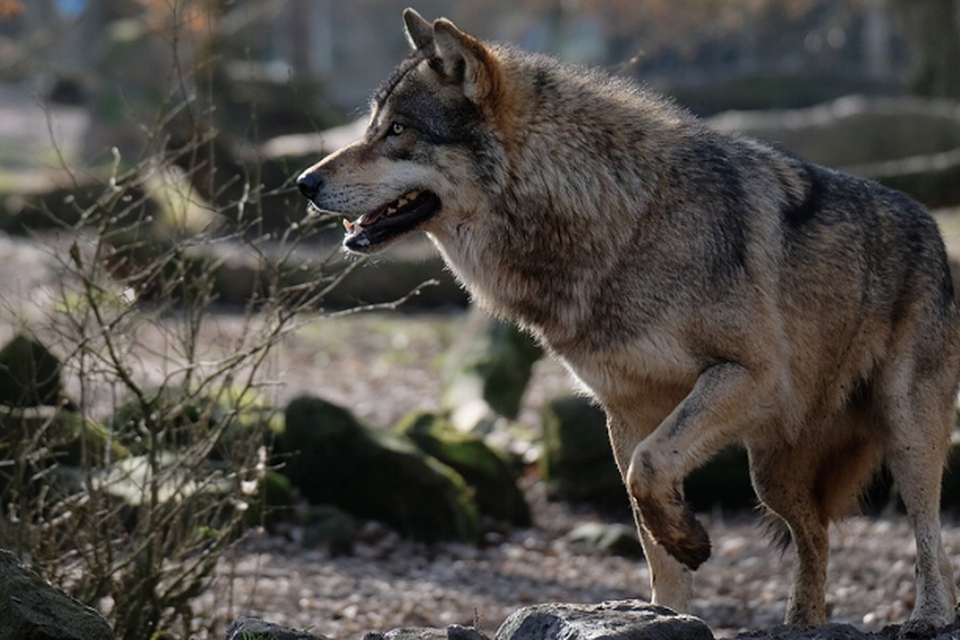 Ulve som denne splitter vandene herhjemme. Ulven på billedet er dog fotograferet i en dyrepark i Frankrig. (Foto: Musicaline/Wikimedia Commons)